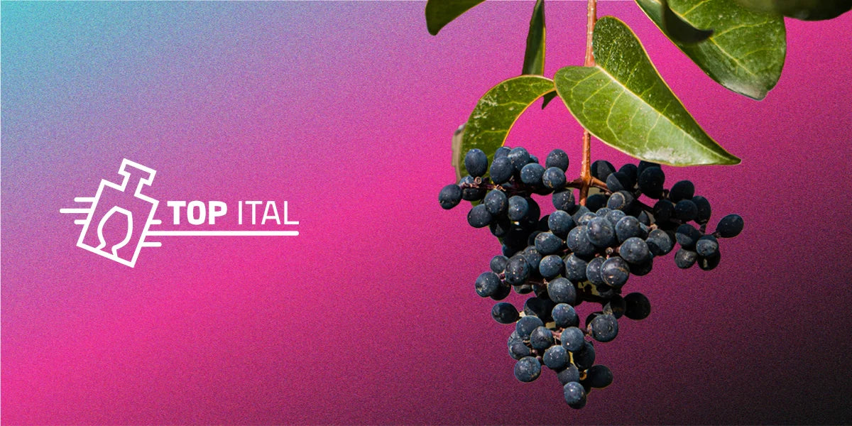 A világ legjobb borvidékei